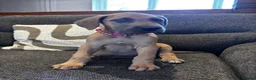 Great Dane dogs for sale: 2 girls left Great Dane puppys - Advert 6