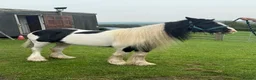 Irish Cob horses for sale: Baby girl  in Stoke-on-Trent - Advert 6