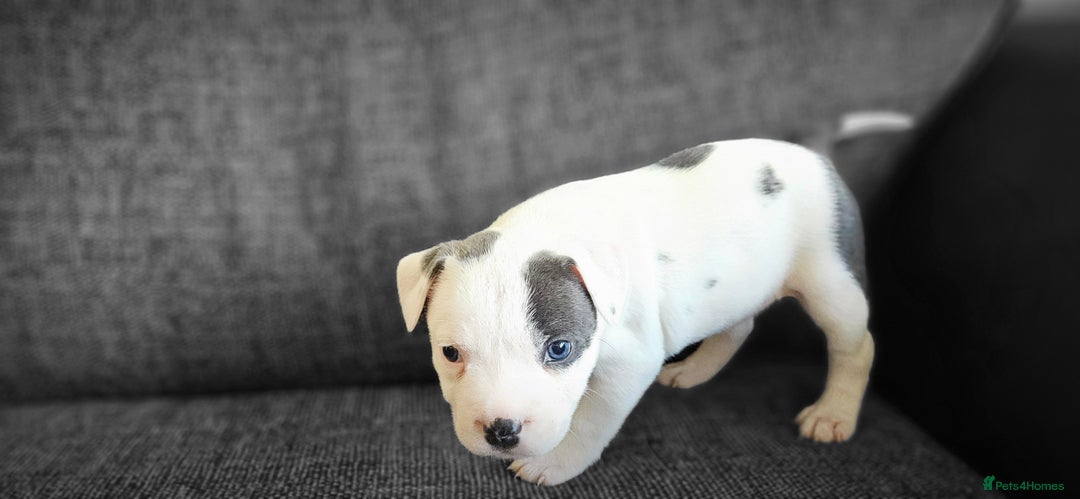 Staffordshire Bull Terrier dogs for sale: Blue&white and white&blue staffie pups - Image 2