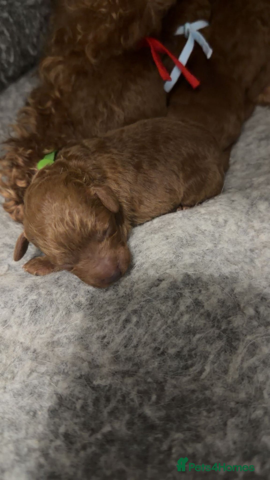 Toy Poodle dogs for sale: Tiny deep red toy poodle, kc dna health clear   - Advert 2