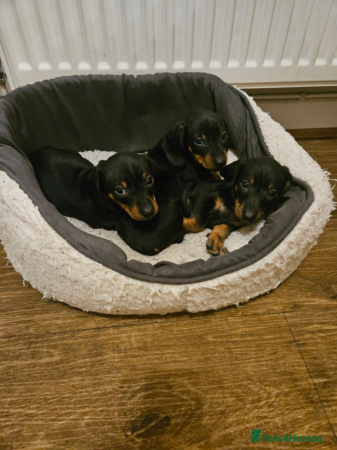 Miniature Dachshund dogs for sale: Miniature dachshund male puppies - Advert 5