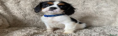 Cavalier King Charles Spaniel Puppy 4
