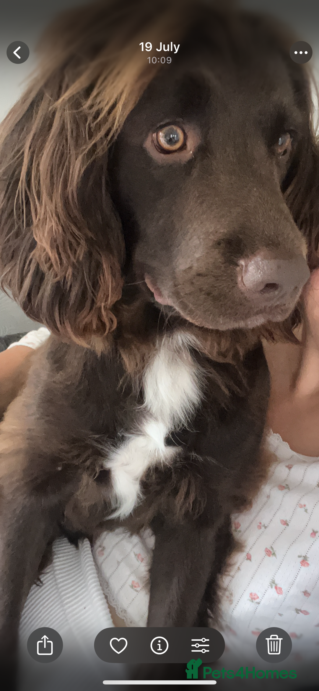 Sprocker dogs for sale: Bruno  - Advert 2