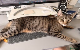 Mixed Breed cats for sale: Beautiful Bengal Savannah Mix to re-home - Image 3