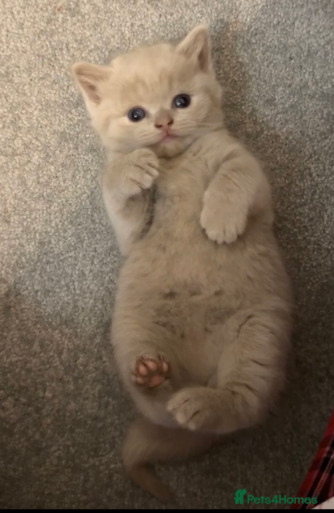 British Shorthair cats for sale: Beige British shorthair female  - Advert 6