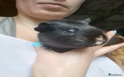 Guinea Pig rodents for sale: Beautiful American smooth coat  - Image 5