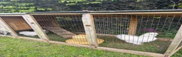 Chickens poultry for sale: Silkie Chickens, Chicks & Hatching Eggs Available - Advert 5