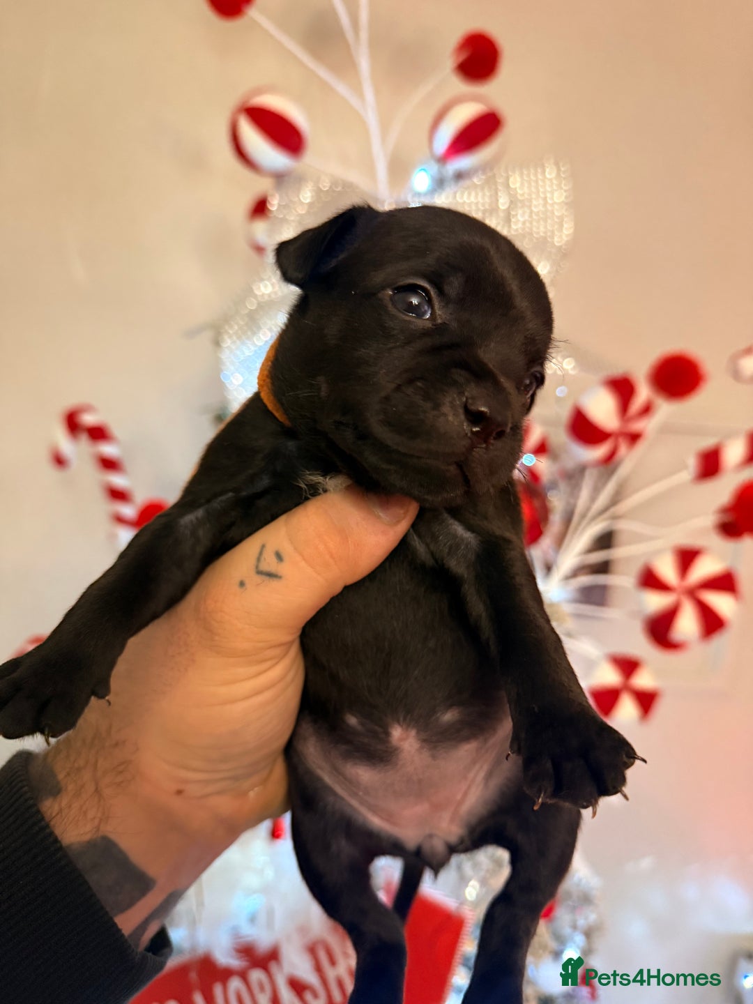 Staffordshire Bull Terrier dogs for sale: Champion sired Staffordshire bull terriers - Advert 2