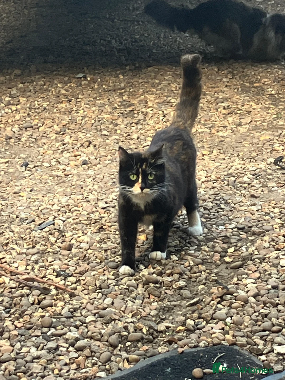 Mixed Breed cats for sale: Gorgeous kittens in Milton Keynes - Advert 38