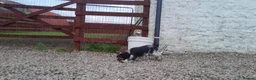 Cocker Spaniel dogs for sale: Fully vaccinated show cockers ready to go! - Advert 13