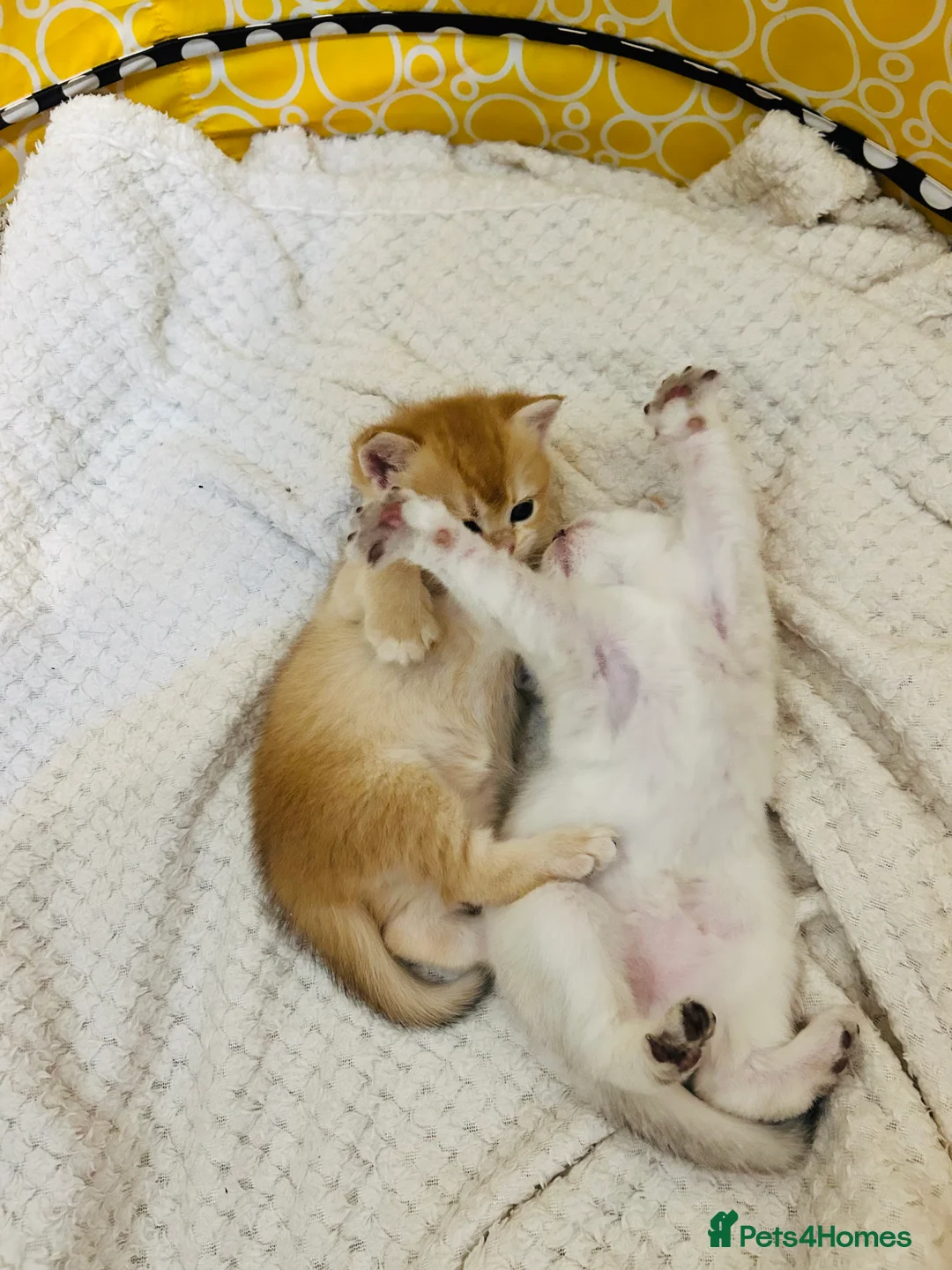 Scottish Fold cats for sale: Fall in love Reservations open beautiful kitties  - Advert 5