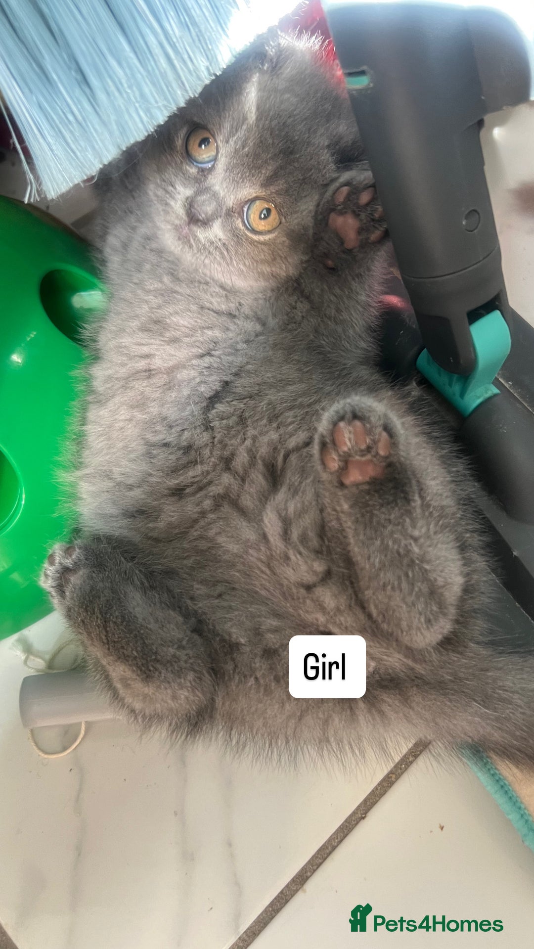 British Shorthair cats for sale: British shorthair kittens - Image 6