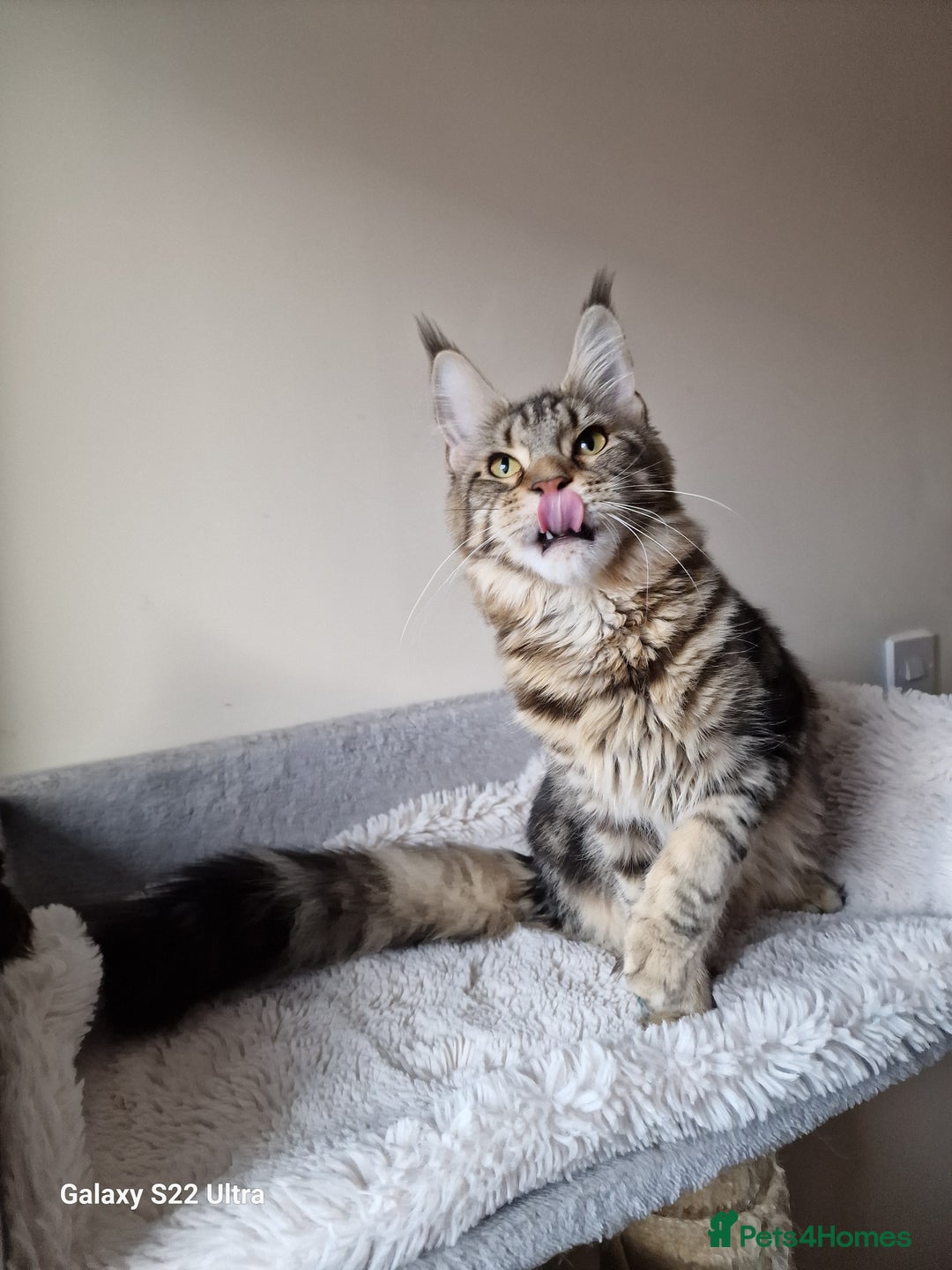 Maine Coon cats for sale: 🎀Females- MAINE COON🎀 - Advert 24