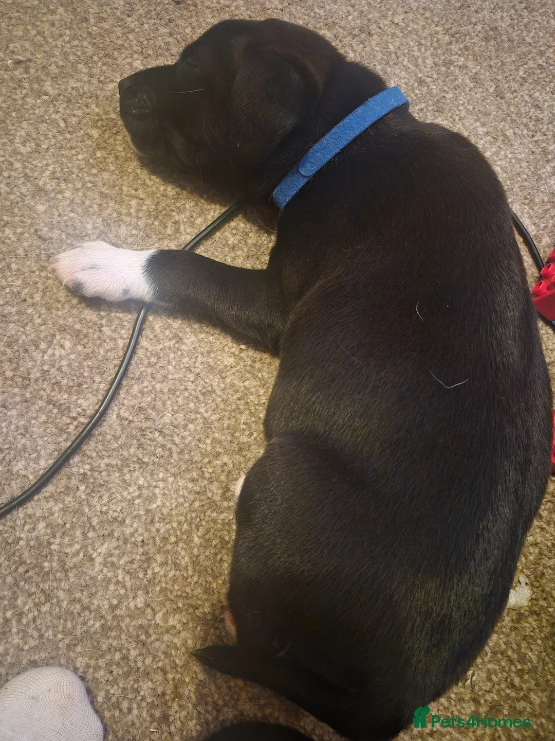 Mixed Breed dogs for sale: 2 loving puppies left - Advert 2