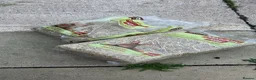 Rat rodents for sale: Male pet rats in Wigan - Advert 6