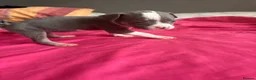 American Bully dogs for sale: Stunning American bully puppies for sale  - Advert 8