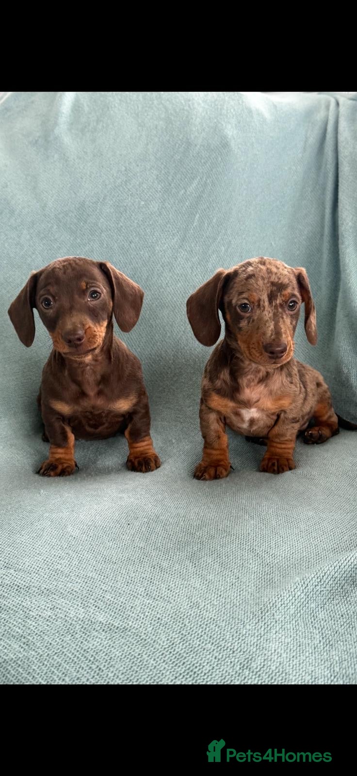 Dachshund dogs Darling Dachshunds 🌟 - Advert 1