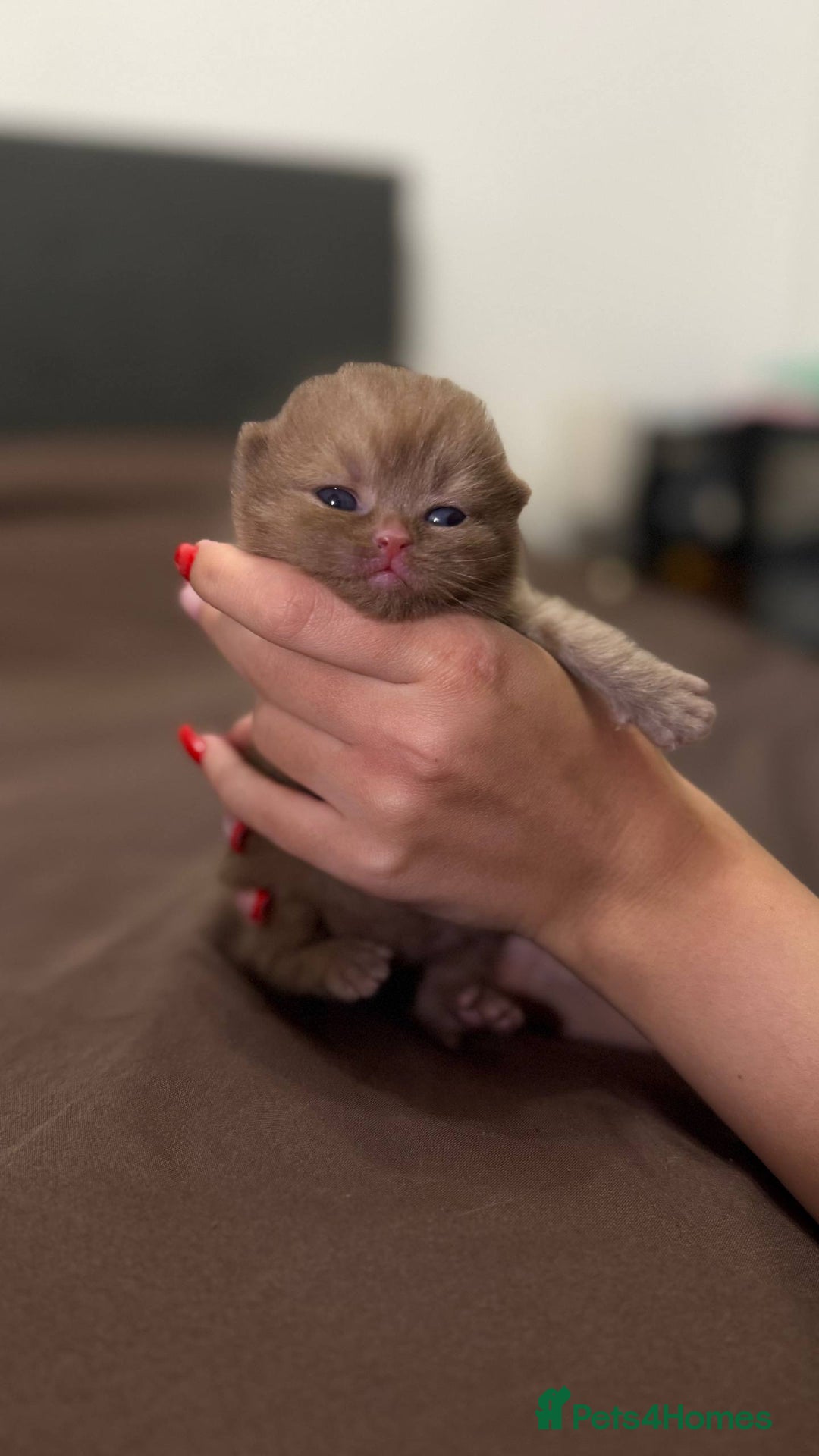 British Shorthair cats for sale: Luxury British Shorthair Kittens | Cinnamon & Fawn - Advert 19