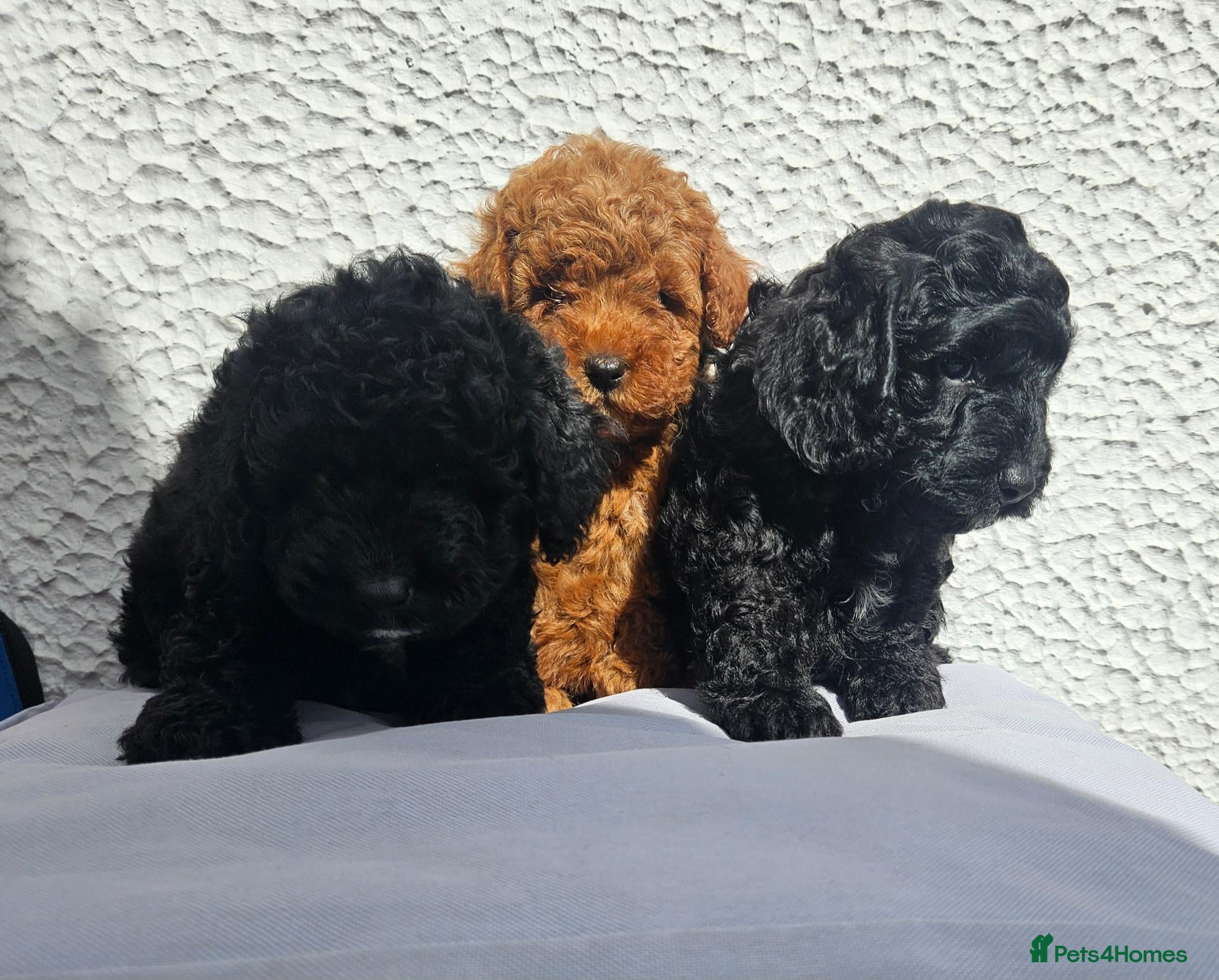 Cockapoo dogs Cockerpoo puppies  - Advert 2