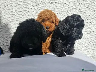 Cockapoo dogs Cockerpoo puppies - Advert 2