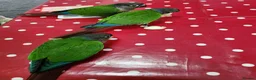 Conures birds for sale: Handreared conures - Advert 14