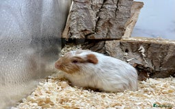 Guinea Pig rodents for sale: Lots of Baby Guinea Pigs for sale - Image 12