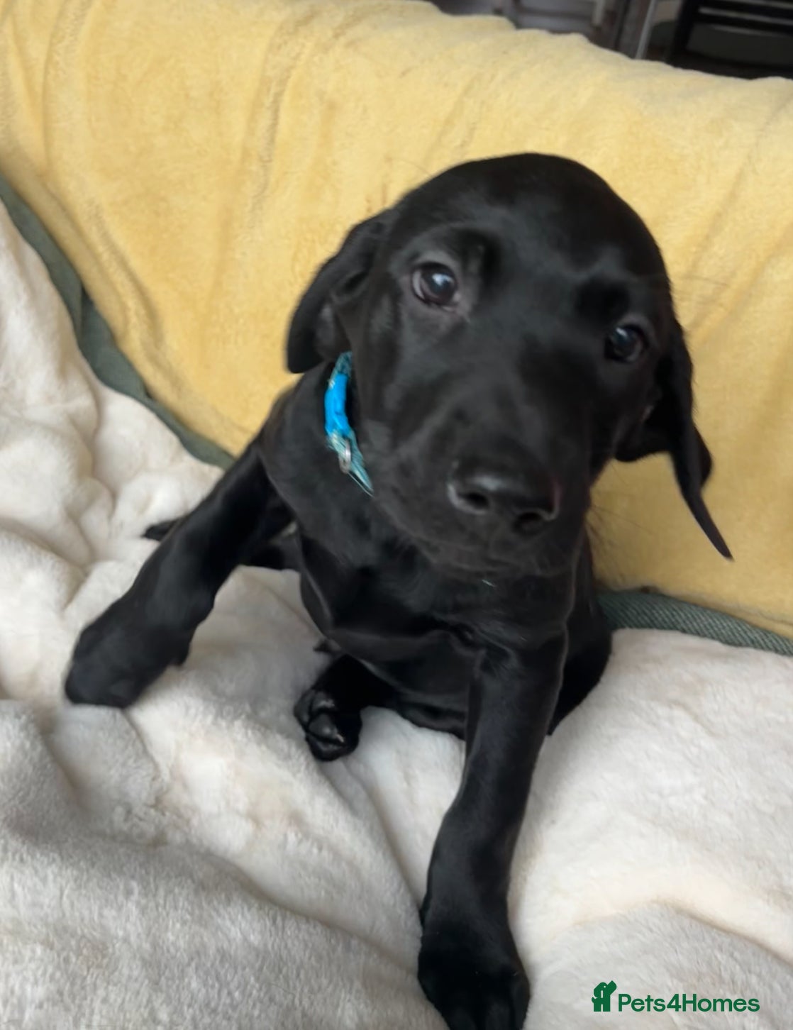 Labrador Retriever dogs Fully Health Tested Outstanding KC Reg Puppies - Advert 6