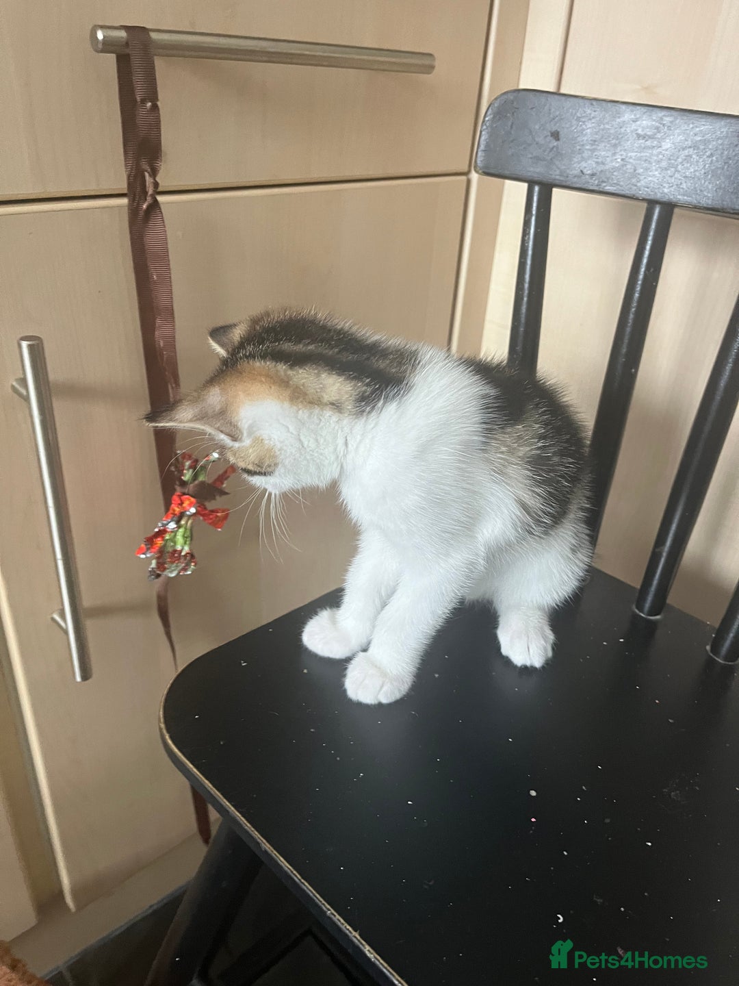 Mixed Breed cats for sale: Urgent! 2 playful kittens looking for a home  - Image 9