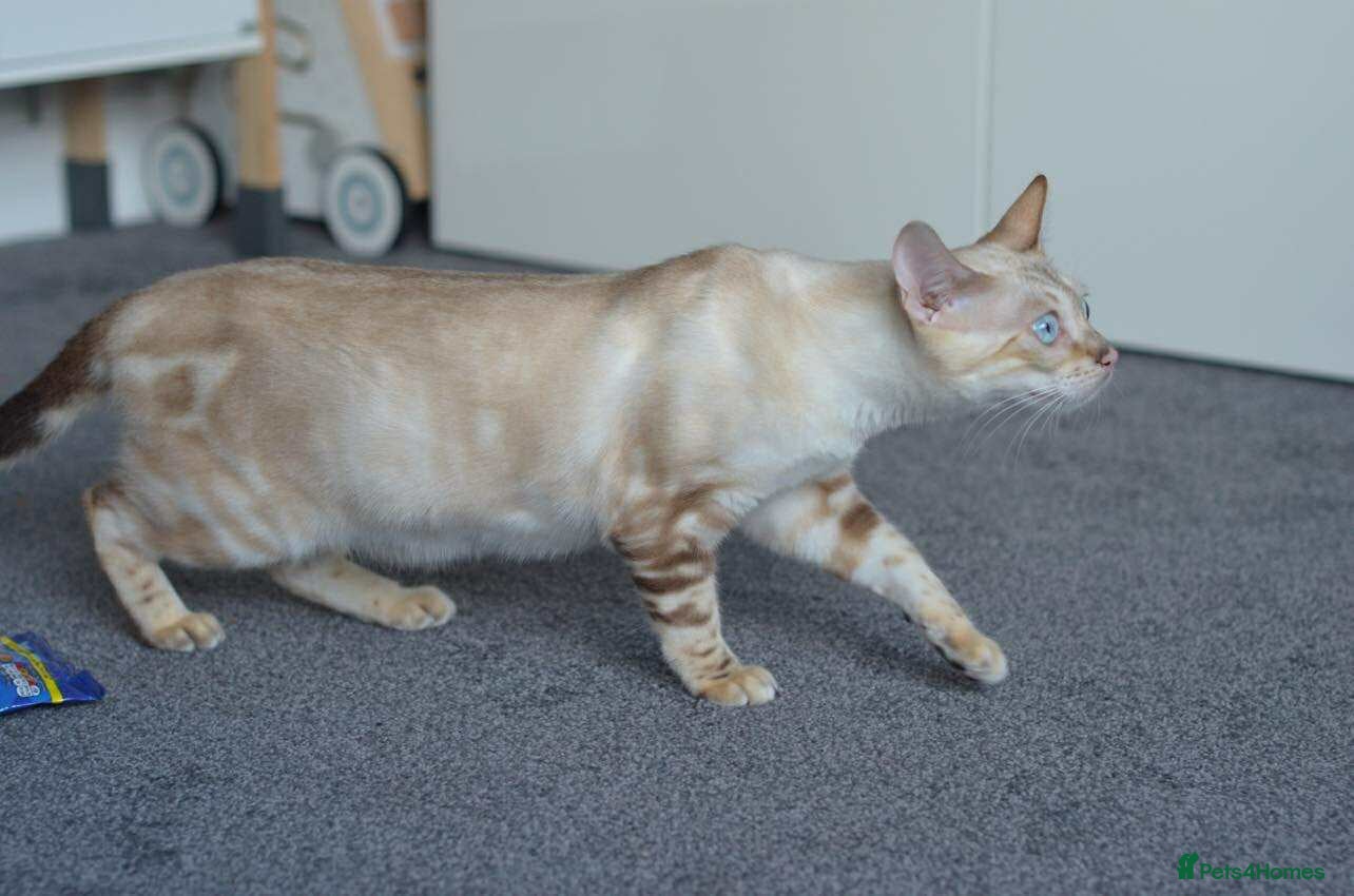 Bengal cats 💛1 MALE 1 FEMALE LEFT BENGAL KITTENS💛 - Advert 1