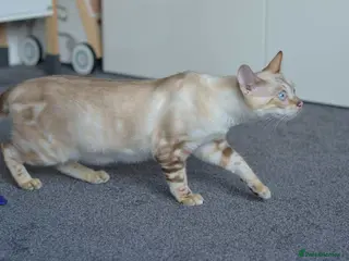 Bengal cats 💛1 MALE 1 FEMALE LEFT BENGAL KITTENS💛 - Advert 3