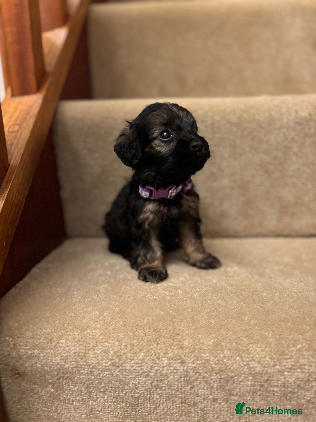 Cavapoo dogs for sale: F1A Cavapoos - Advert 13