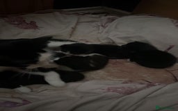 Bombay cats for sale: 4 Kittens for sale  - Image 2