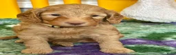 Australian Labradoodle dogs for sale: Fantastic breeding! Canadian & Australian lines - Advert 5