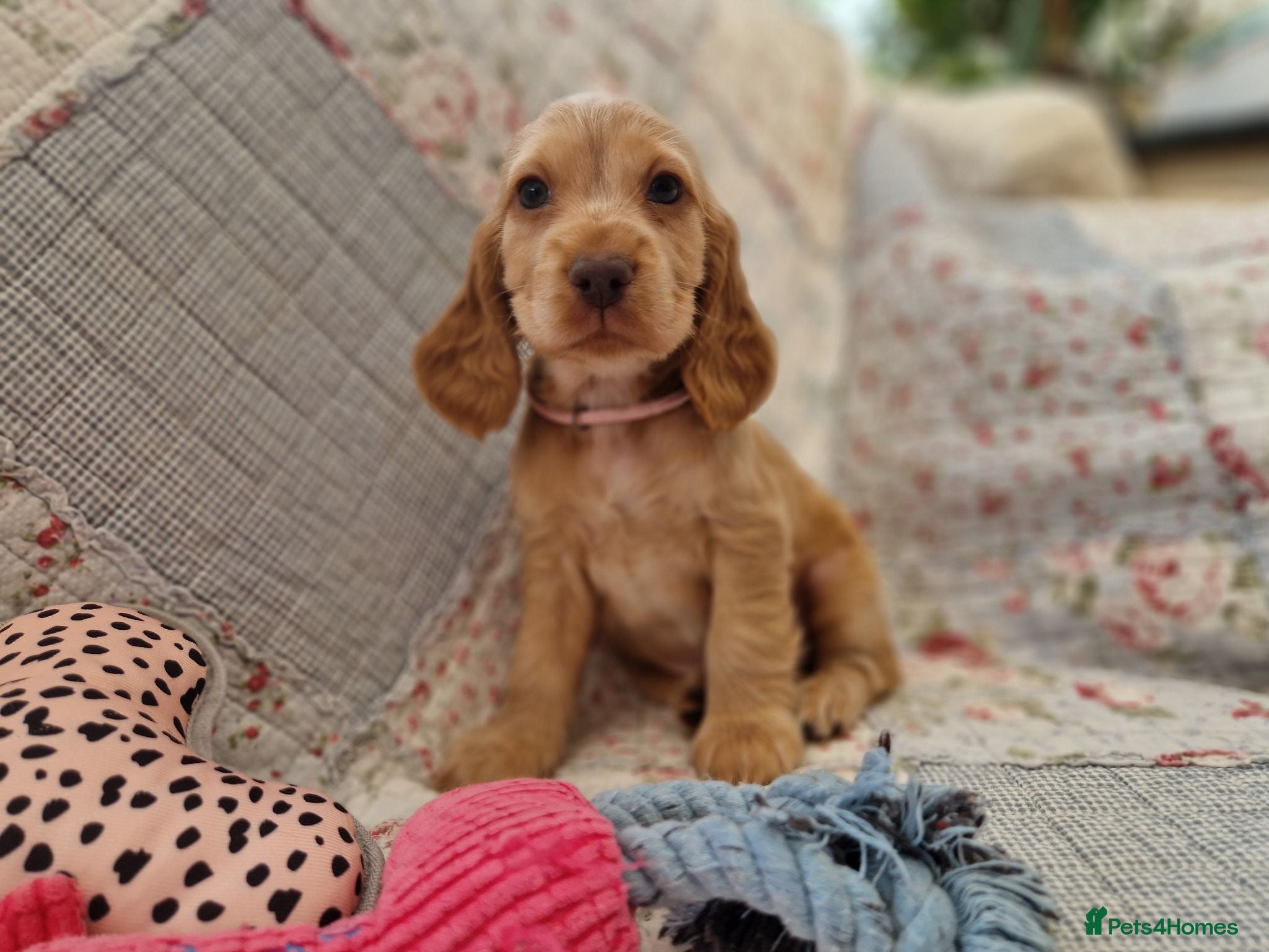 Cocker Spaniel dogs KC Pedigree Show Cocker Spaniel Puppies - Advert 1