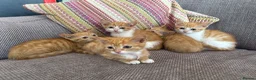 Domestic Shorthair cats for sale: Ginger kittens  - Advert 3