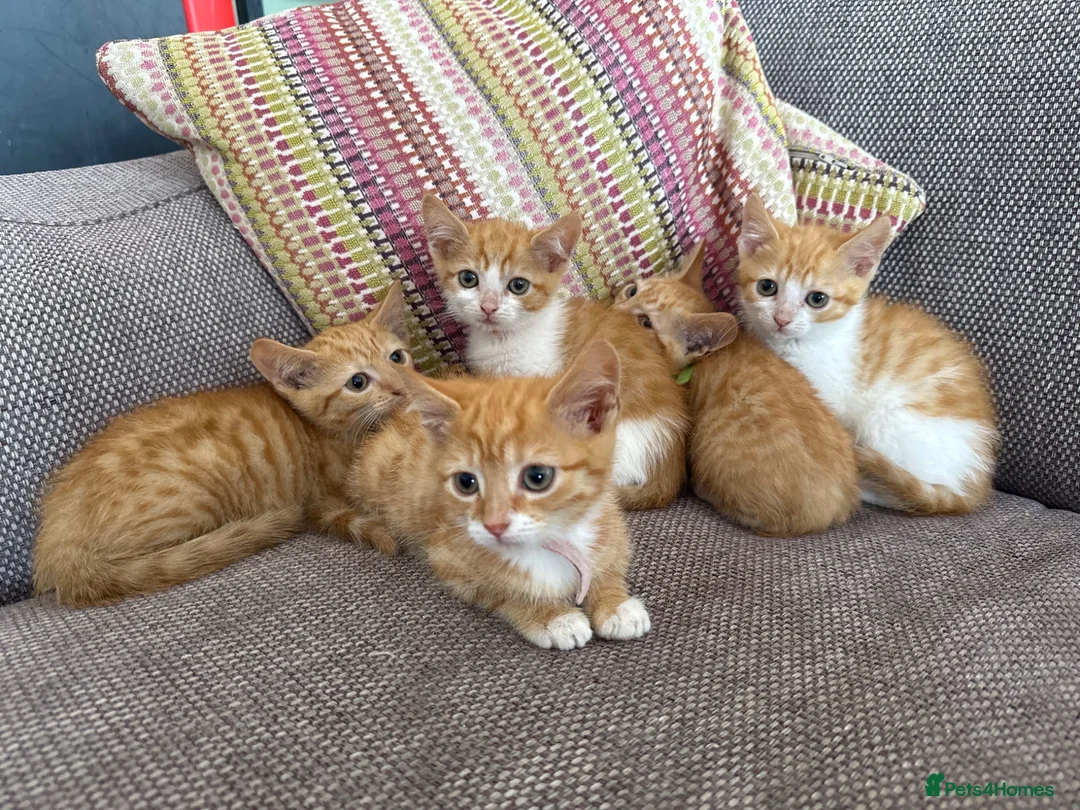 Domestic Shorthair cats for sale: Ginger kittens  - Advert 1