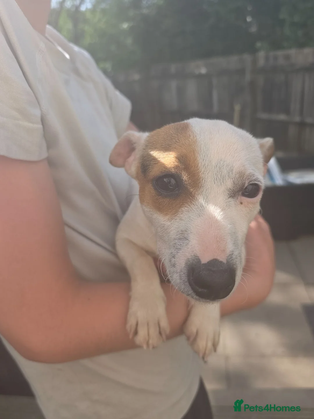 Jack Russell dogs for sale: Miniature short legged white Jack russell pup - Advert 2