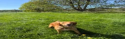 Golden Retriever dogs for sale: KC Registered Golden Retriever Pups Ready 7th June - Advert 5
