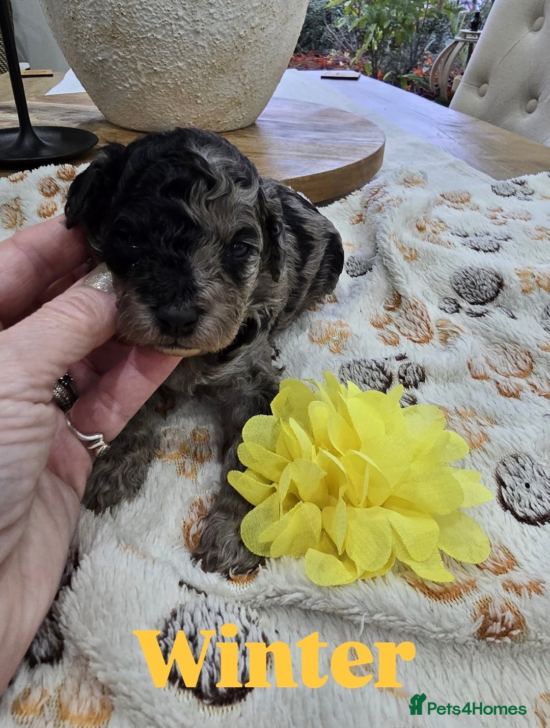 Cavapoo dogs for sale: Beautiful fully health tested cavapoo puppies  - Advert 38