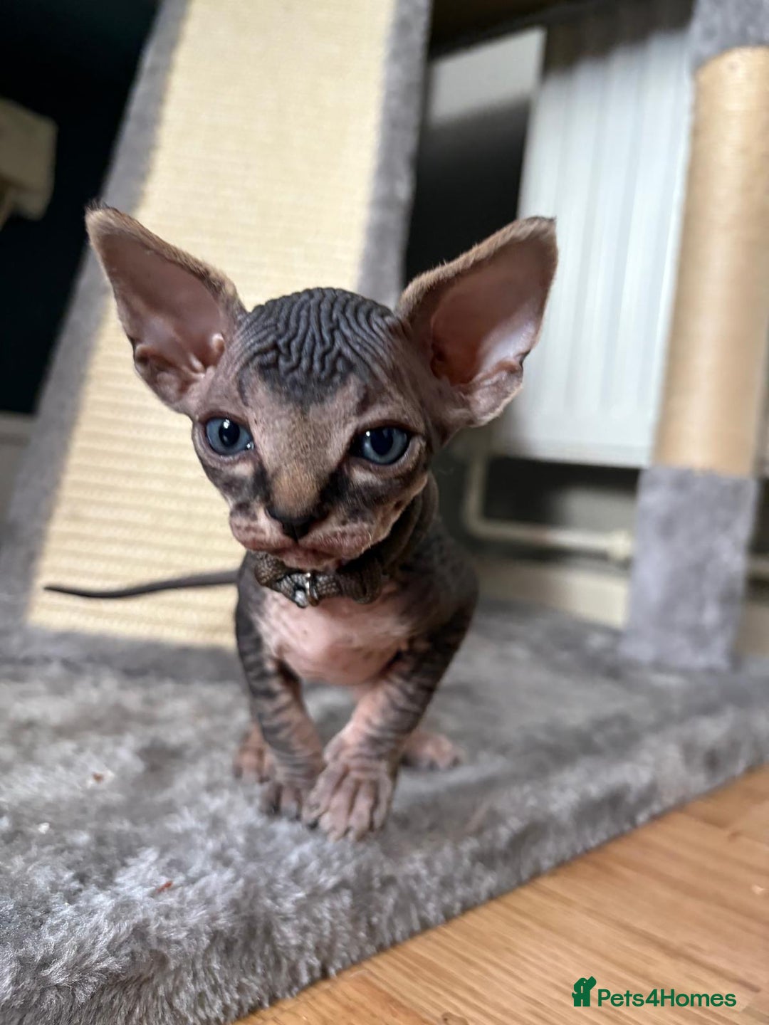 Sphynx cats for sale: Luna - August ready kitty’s in need of loving homes - Image 7