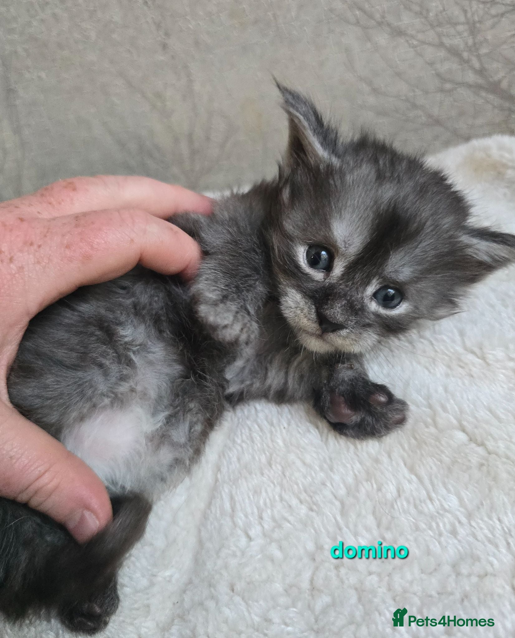 Maine Coon cats Maine Coon Kittens Russian/European lines - Advert 1