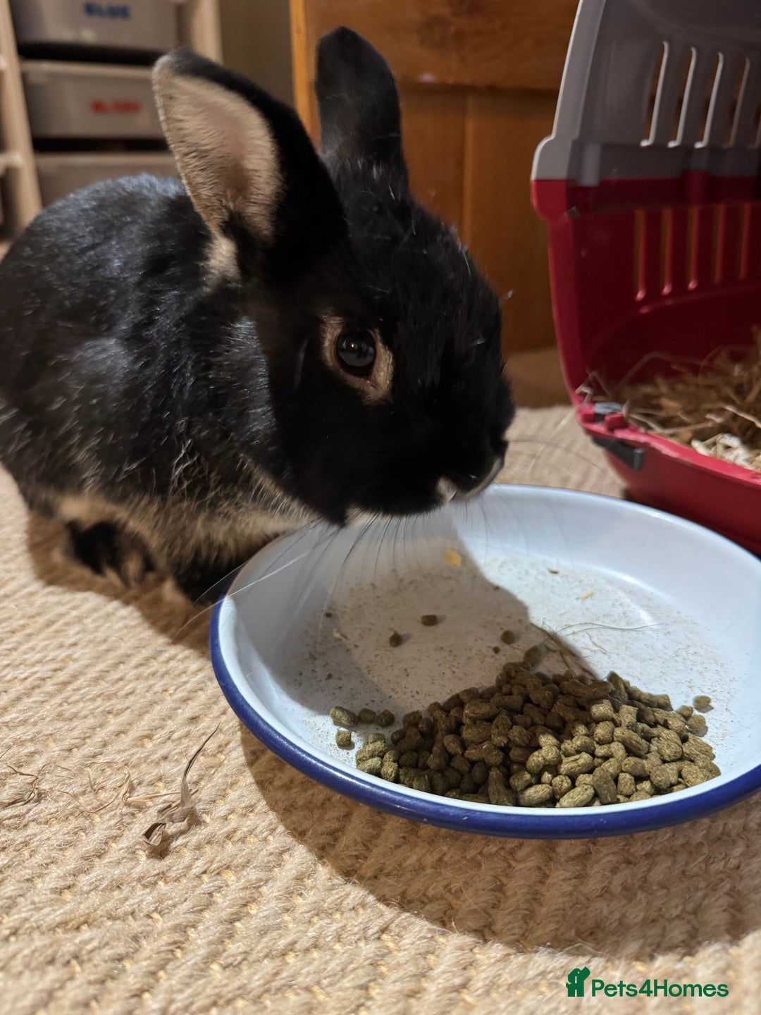 Netherland Dwarf rabbits for sale: Lovely boy Netherland Dwarf - Advert 5