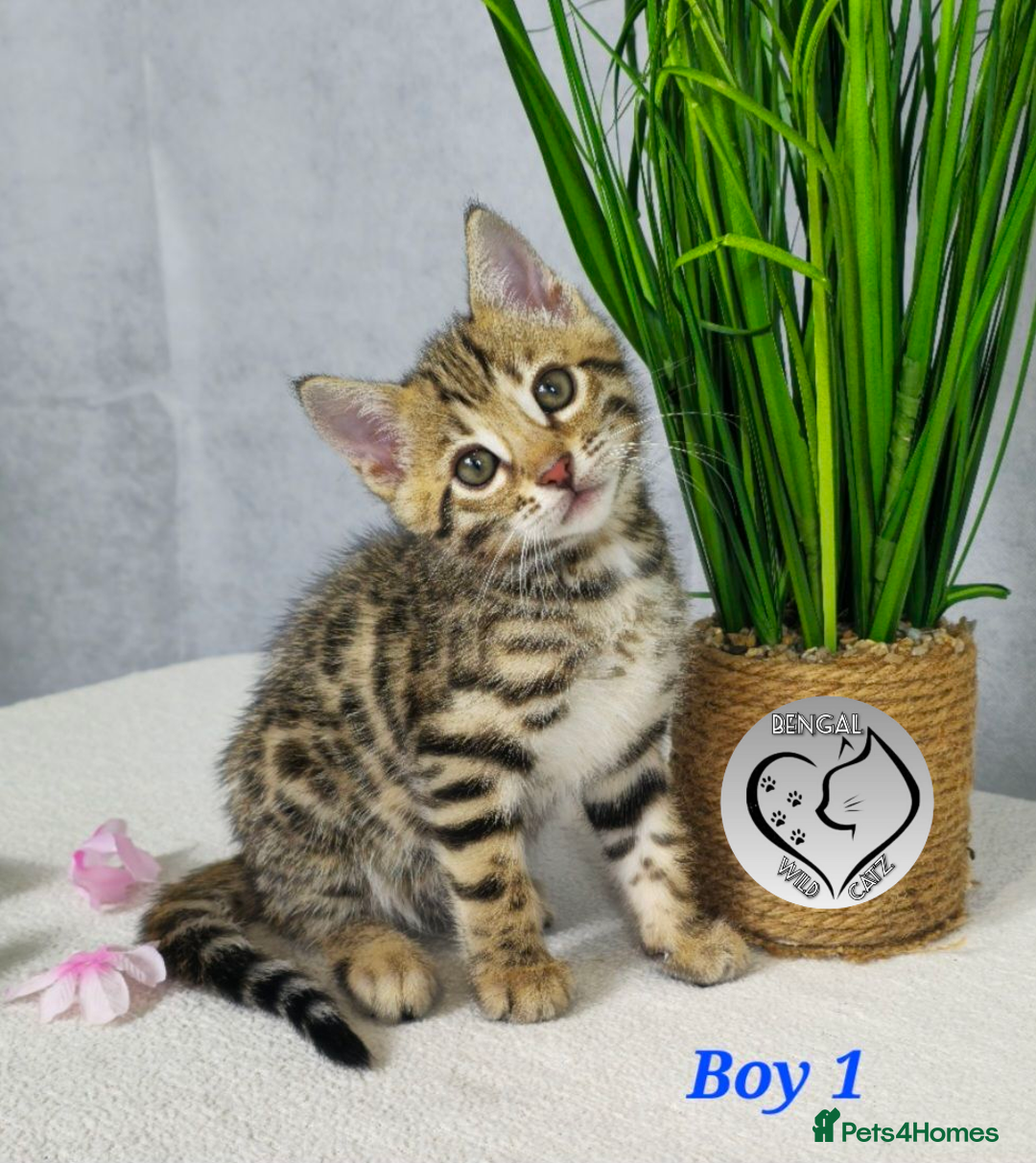 Bengal cats for sale: 3 brown bengal boys - Image 7