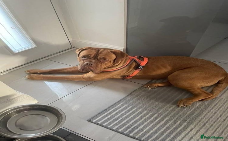 Dogue De Bordeaux dogs - Advert 13