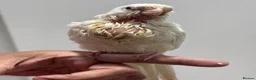 Cockatiels birds for sale: Tamed, spoon fed baby cockatail - Advert 4