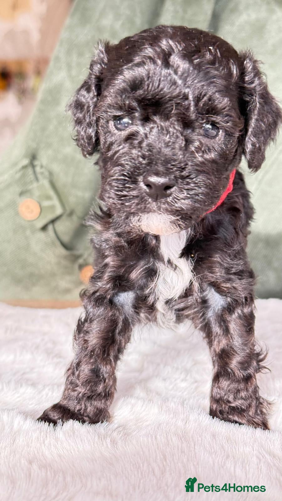 Cockapoo dogs for sale: Flb cockapoos  - Advert 10