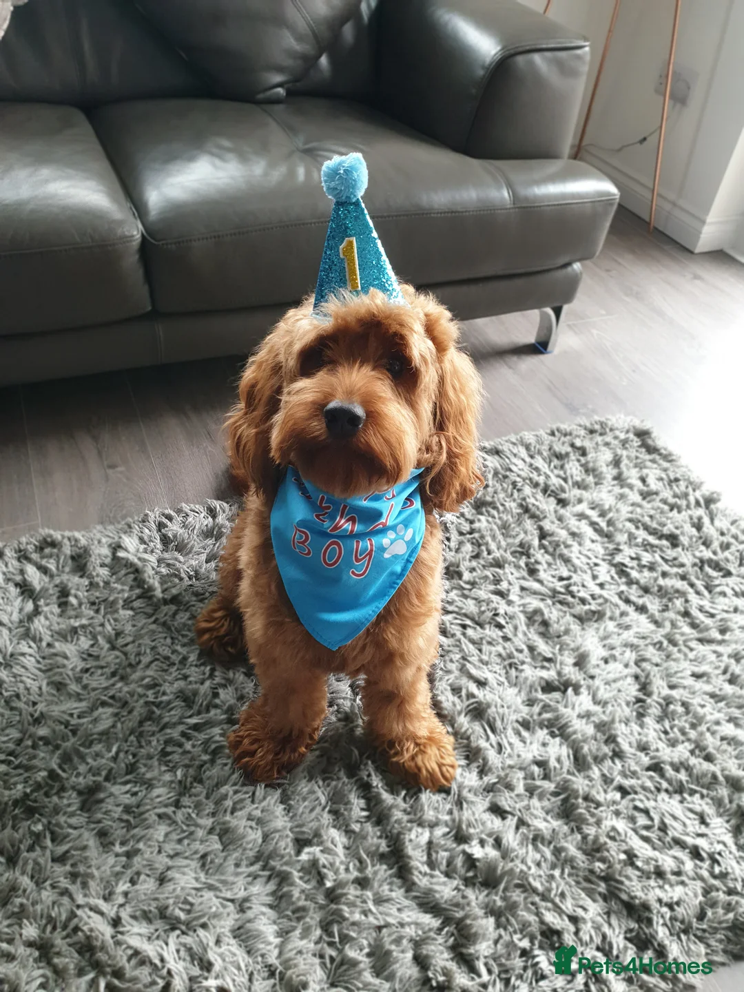 Cockapoo dogs for stud: **PROVEN**Beautiful Red F1 Cockapoo for Stud in Kilmarnock - Advert 3