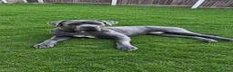 Neapolitan Mastiff dogs for stud: 🐾 STUD AVAILABLE 🐾 - Advert 3