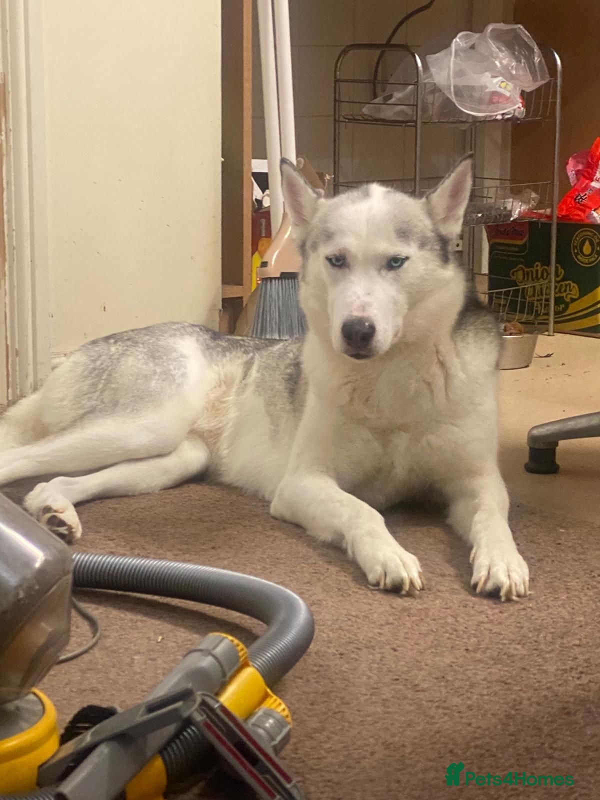 Siberian Husky dogs Urgent Rehome – Siberian Husky (Female) - Advert 1