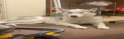 Siberian Husky dogs for sale: Urgent Rehome – Siberian Husky (Female) - Advert 1